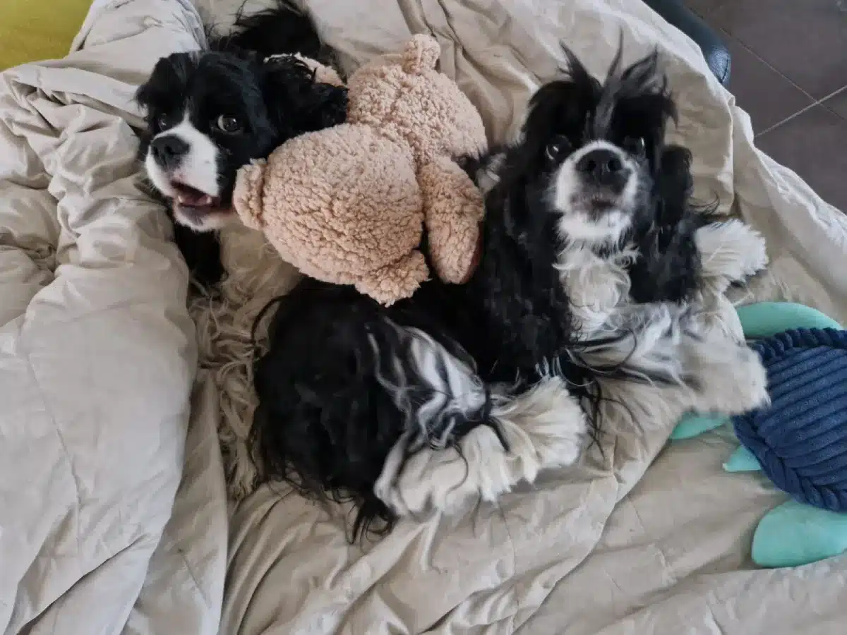 A scentwithin, 2 honden op mat met 1 knuffel